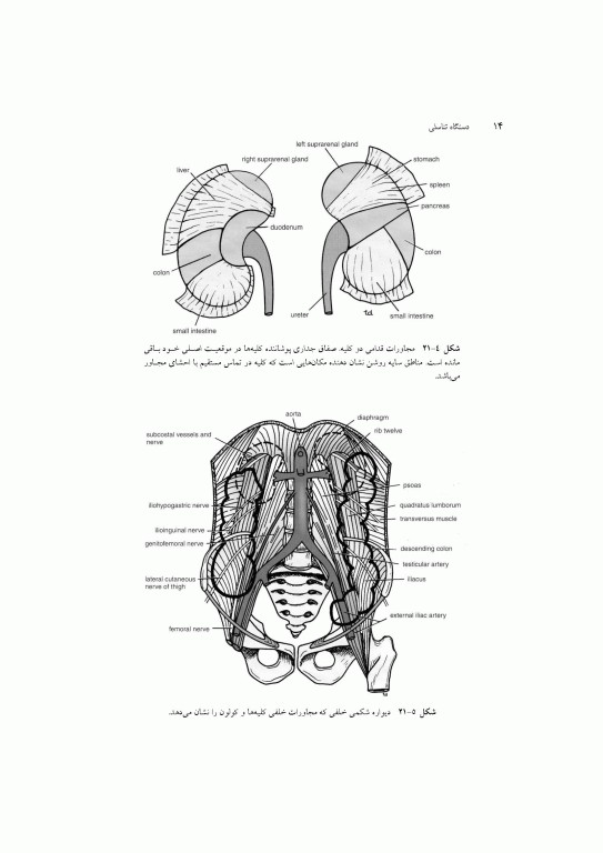 آناتومی سیستمیک اسنل جلد ششم دستگاه ادراری تناسلی دستگاه غدد درون ریز