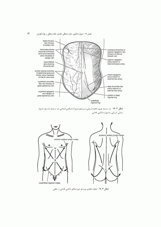 آناتومی سیستمیک اسنل جلد پنجم دستگاه گوارش