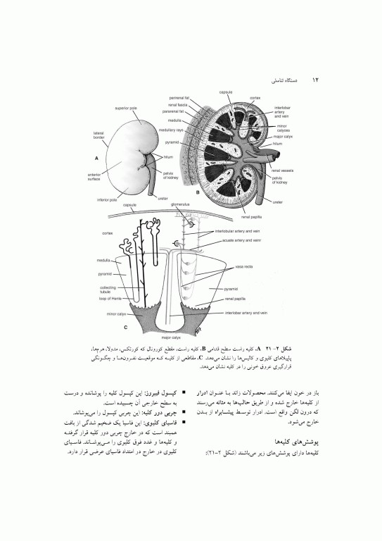 آناتومی سیستمیک اسنل جلد ششم دستگاه ادراری تناسلی دستگاه غدد درون ریز