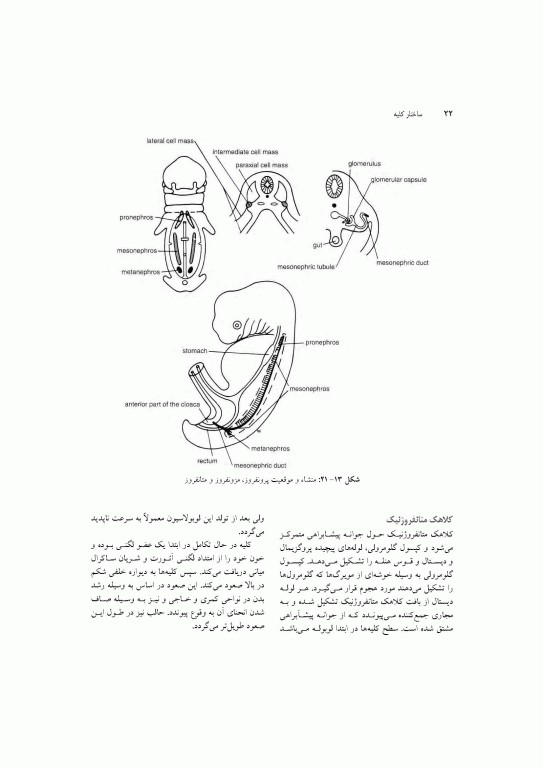 آناتومی سیستمیک اسنل جلد ششم دستگاه ادراری تناسلی دستگاه غدد درون ریز