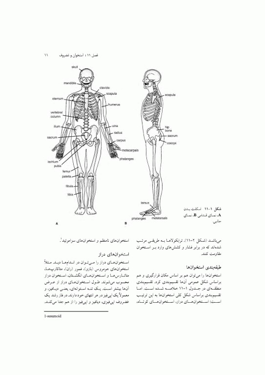 آناتومی سیستمیک اسنل جلد سوم دستگاه اسکلتی عضلانی
