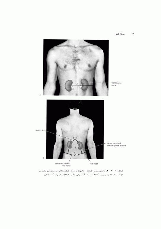 آناتومی سیستمیک اسنل جلد ششم دستگاه ادراری تناسلی دستگاه غدد درون ریز
