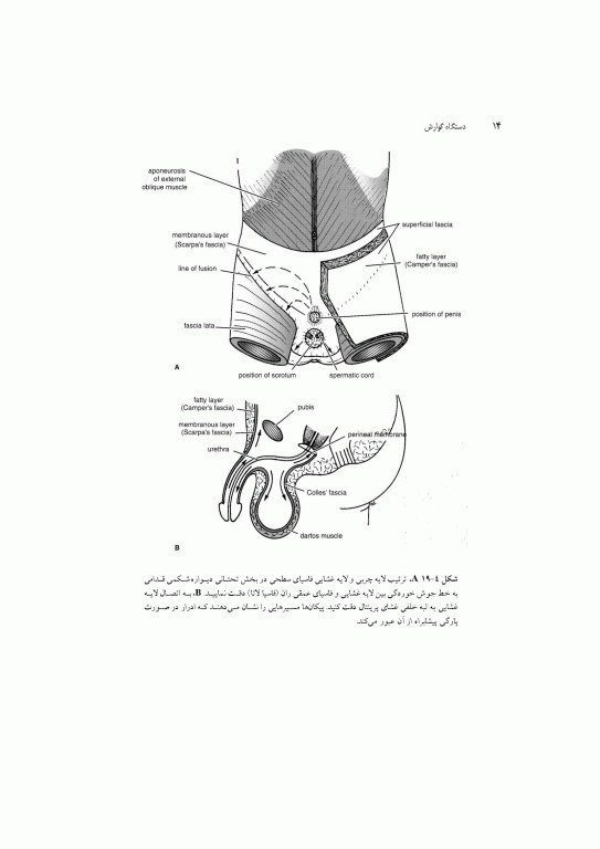آناتومی سیستمیک اسنل جلد پنجم دستگاه گوارش