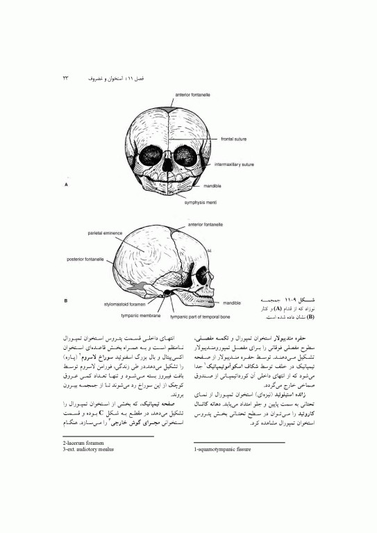 آناتومی سیستمیک اسنل جلد سوم دستگاه اسکلتی عضلانی