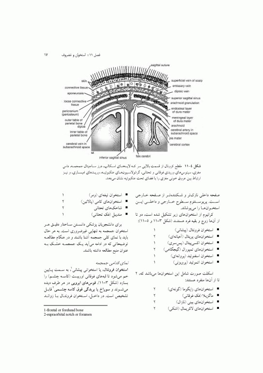 آناتومی سیستمیک اسنل جلد سوم دستگاه اسکلتی عضلانی