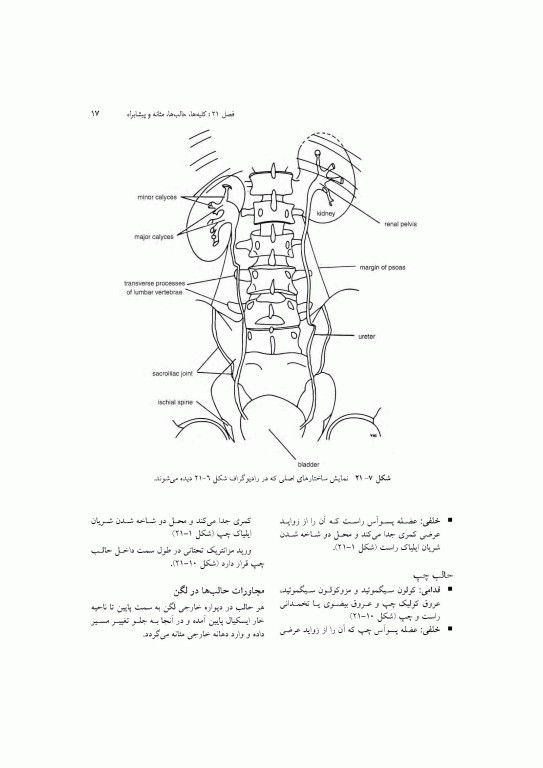 آناتومی سیستمیک اسنل جلد ششم دستگاه ادراری تناسلی دستگاه غدد درون ریز