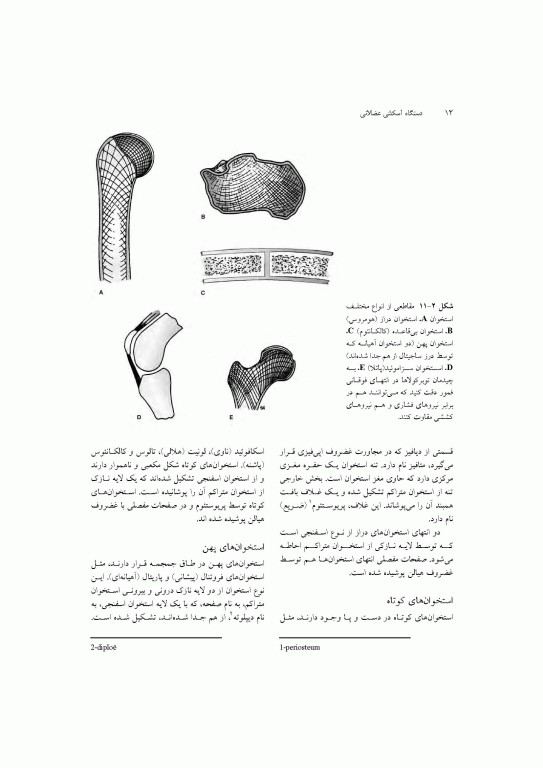 آناتومی سیستمیک اسنل جلد سوم دستگاه اسکلتی عضلانی