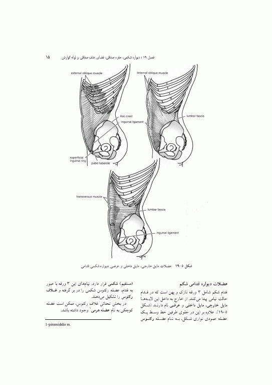 آناتومی سیستمیک اسنل جلد پنجم دستگاه گوارش