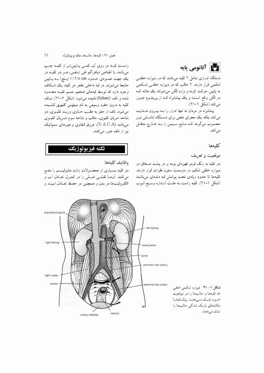 آناتومی سیستمیک اسنل جلد ششم دستگاه ادراری تناسلی دستگاه غدد درون ریز