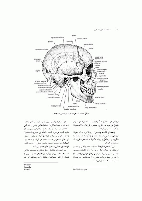 آناتومی سیستمیک اسنل جلد سوم دستگاه اسکلتی عضلانی