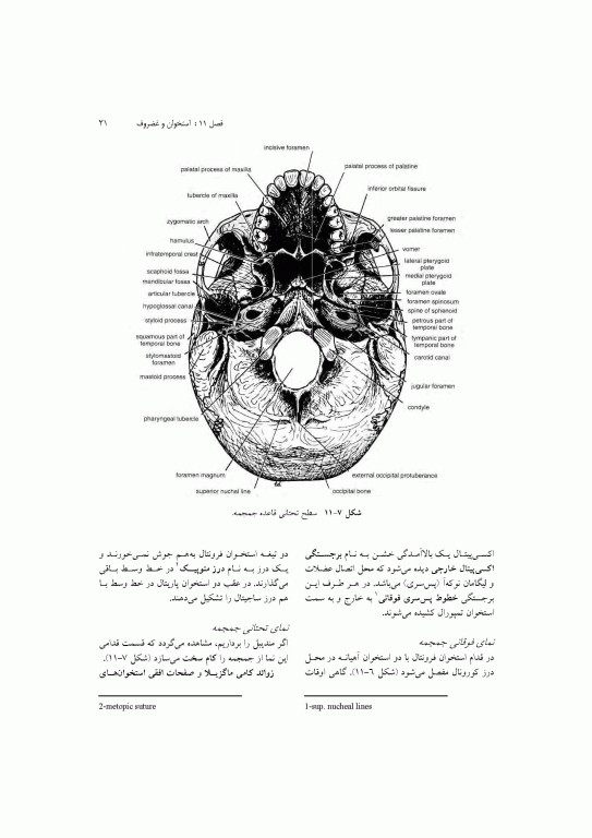 آناتومی سیستمیک اسنل جلد سوم دستگاه اسکلتی عضلانی
