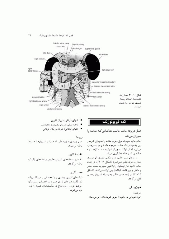 آناتومی سیستمیک اسنل جلد ششم دستگاه ادراری تناسلی دستگاه غدد درون ریز
