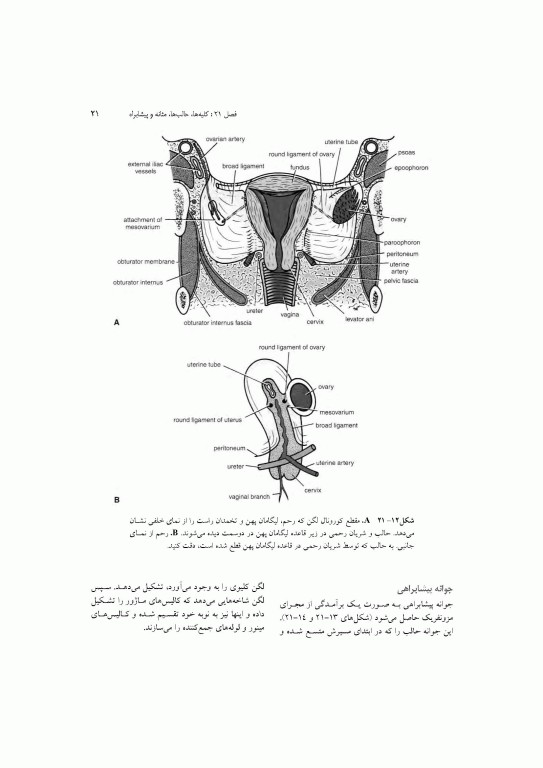 آناتومی سیستمیک اسنل جلد ششم دستگاه ادراری تناسلی دستگاه غدد درون ریز