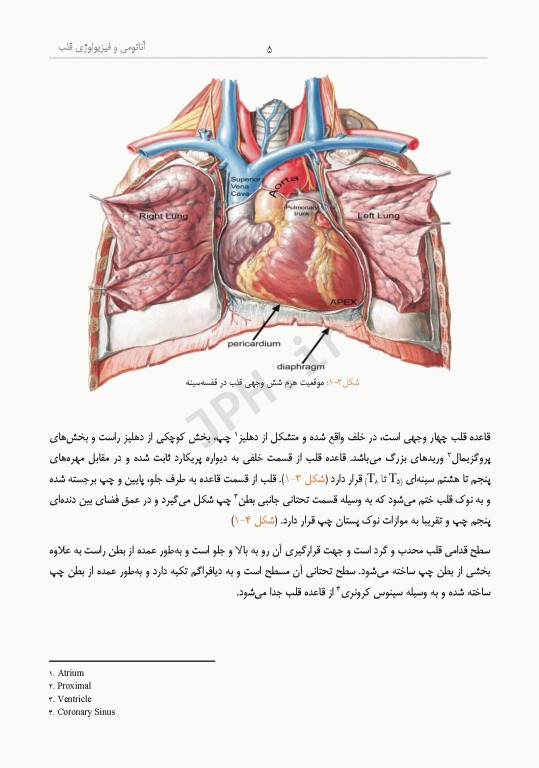 داﻧﺴﺘﻨﯽﻫﺎی ﮐﻤﮏ ﺟﺮاح در ﺟﺮاﺣﯽﻫﺎی ﻗﻠﺐ، ﻋﺮوق و ﺗﻮراﮐﺲ