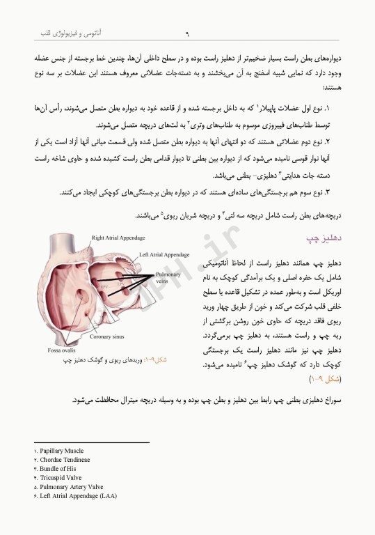 داﻧﺴﺘﻨﯽﻫﺎی ﮐﻤﮏ ﺟﺮاح در ﺟﺮاﺣﯽﻫﺎی ﻗﻠﺐ، ﻋﺮوق و ﺗﻮراﮐﺲ