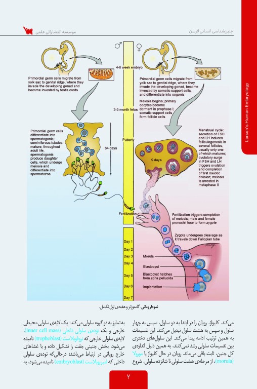 جنین شناسی انسانی لارسن 2015 پروفسور محمدتقی جغتایی