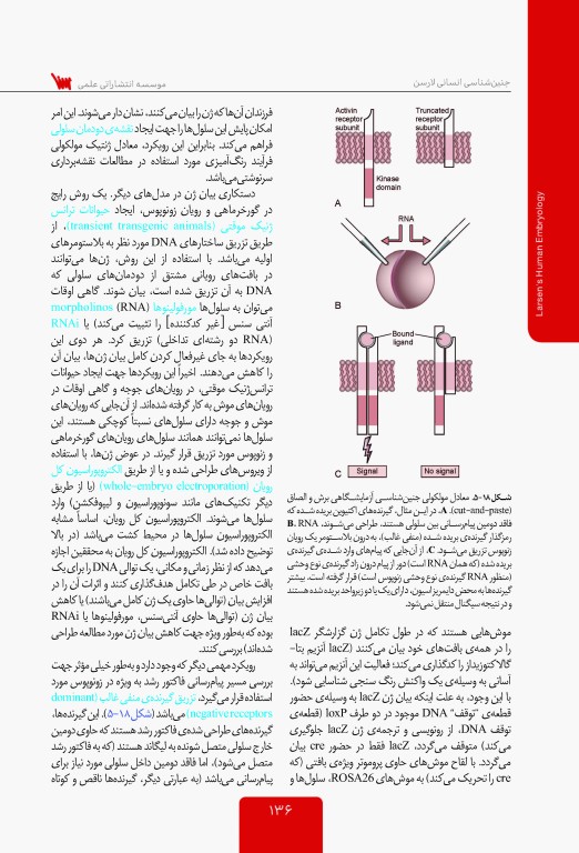 جنین شناسی انسانی لارسن 2015 پروفسور محمدتقی جغتایی