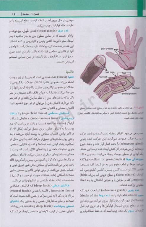 آناتومی بالینی اسنل 2025 جلد1 تنه