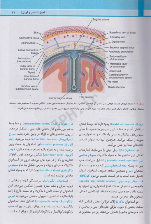 آناتومی بالینی اسنل 2025 جلد3 سر و گردن