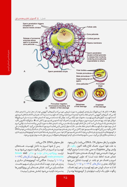 جنین شناسی انسانی لارسن 2015 پروفسور محمدتقی جغتایی