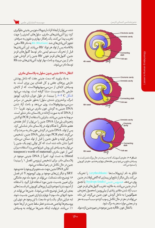 جنین شناسی انسانی لارسن 2015 پروفسور محمدتقی جغتایی