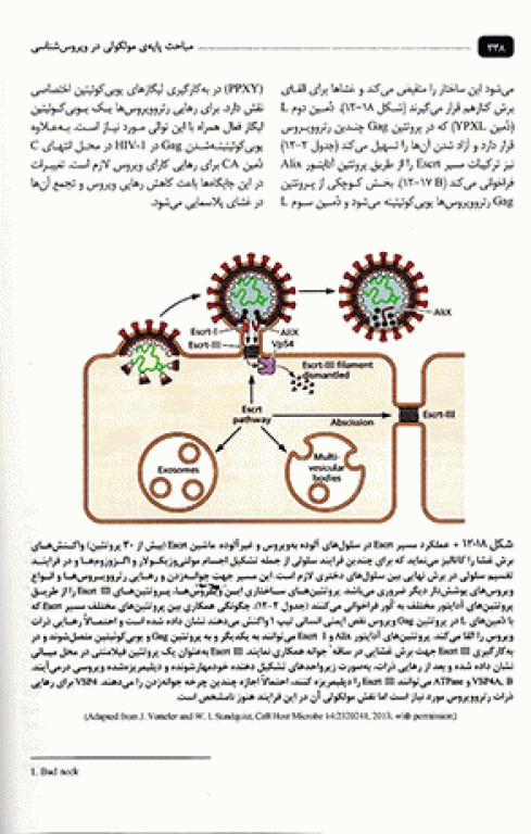 مباحث پایه مولکولی در ویروس‌شناسی اقتباس و تلخیص از اصول ویروس‌شناسی فلینت