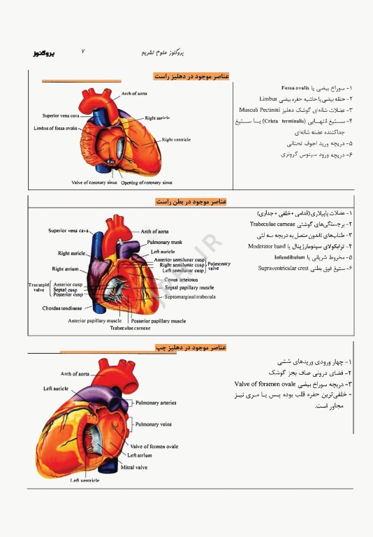 درسنامه پروگنوز علوم پایه پزشکی علوم تشریح 1404