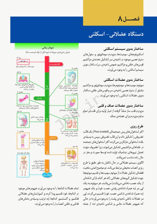 اطلس جنین‌شناسی انسانی نتر 2012