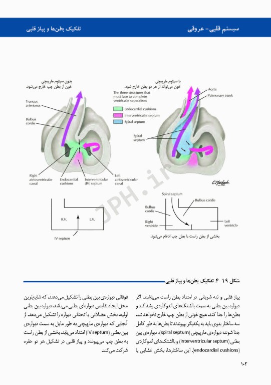 اطلس جنین‌شناسی انسانی نتر 2012