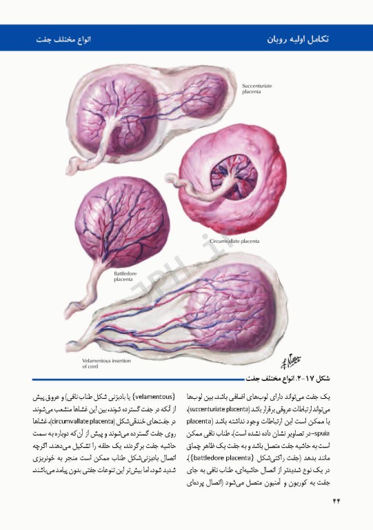 اطلس جنین‌شناسی انسانی نتر 2012