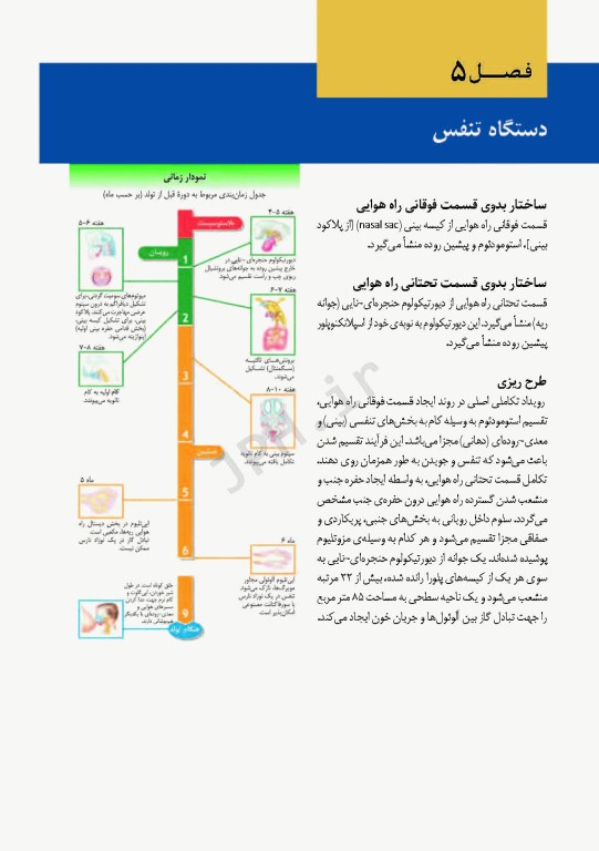 اطلس جنین‌شناسی انسانی نتر 2012