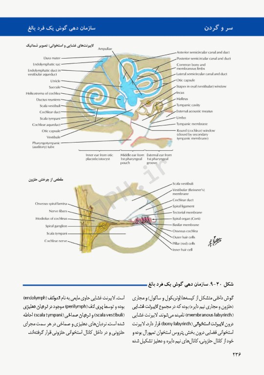 اطلس جنین‌شناسی انسانی نتر 2012