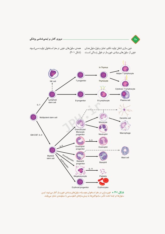 مروری کامل بر ایمنی‌شناسی پزشکی