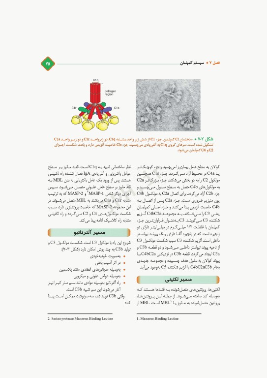 مروری کامل بر ایمنی‌شناسی پزشکی