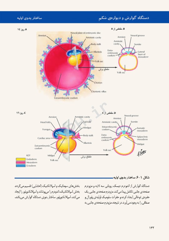 اطلس جنین‌شناسی انسانی نتر 2012