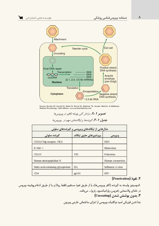 دستنامه ویروس‌شناسی پزشکی بر اساس سرفصل شورای عالی برنامه‌ریزی علوم پزشکی