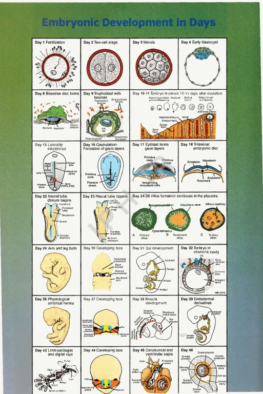 رویان شناسی پزشکی لانگمن 2015