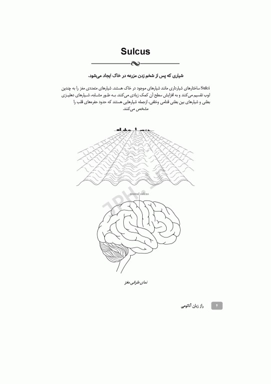 راز زبان آناتومی