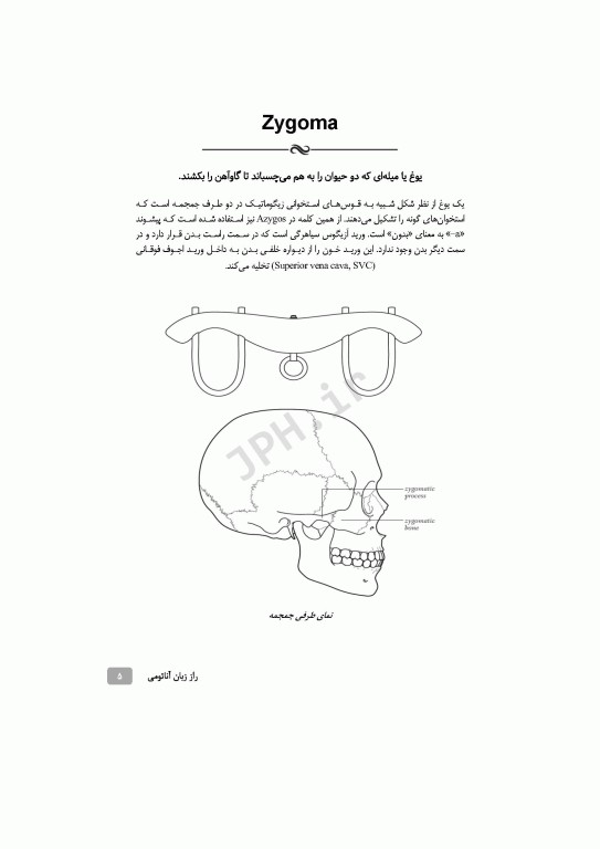 راز زبان آناتومی