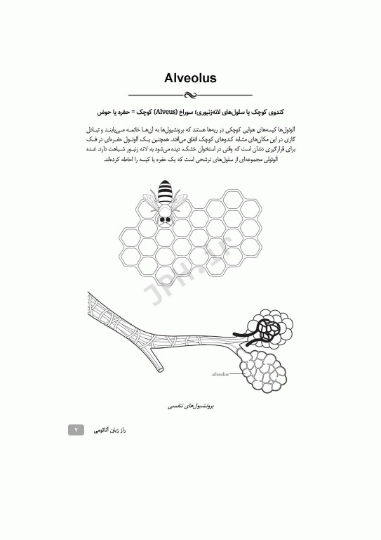 راز زبان آناتومی