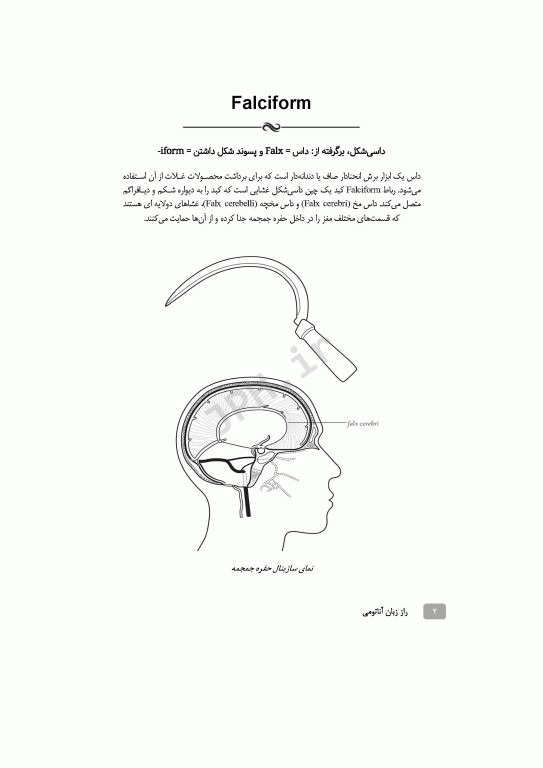 راز زبان آناتومی