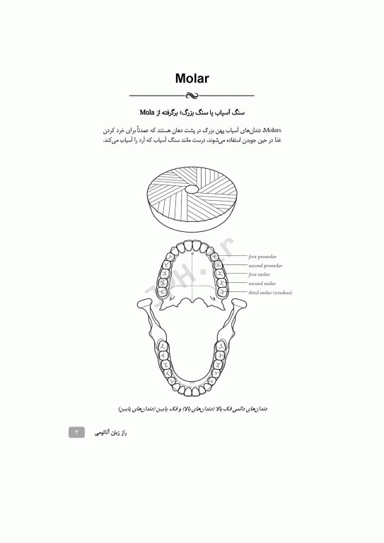راز زبان آناتومی