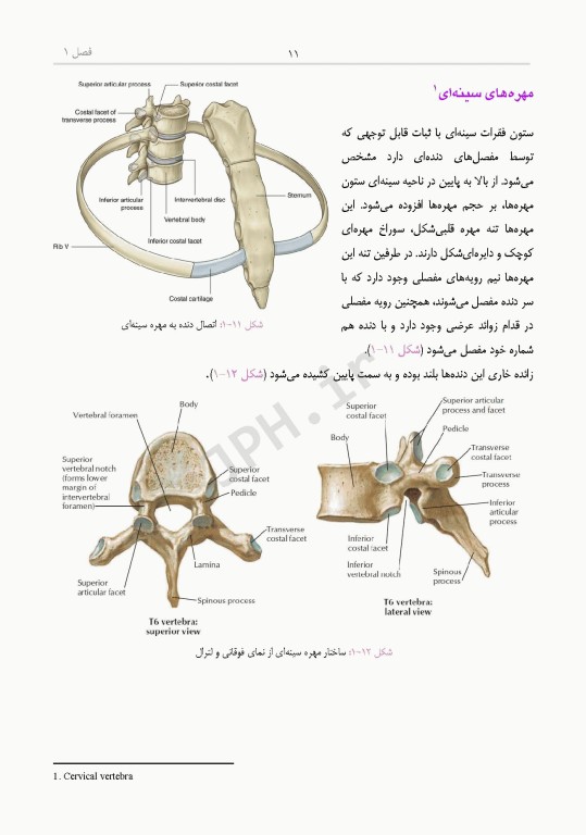 دانستنی‌های کمک جراح در جراحی‌های ستون فقرات و اعصاب محیطی