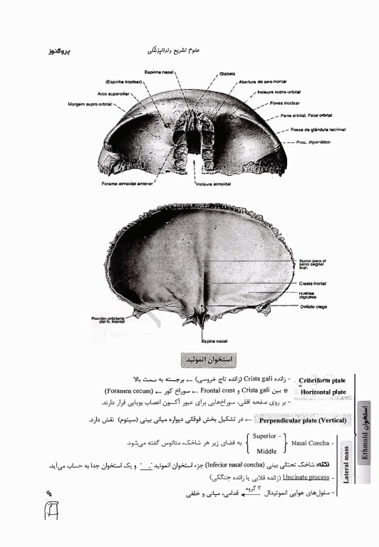 درسنامه پروگنوز علوم پایه دندان پزشکی علوم تشریح 1404