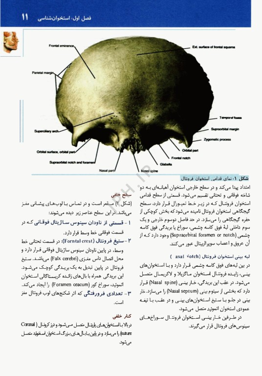 آناتومی بالینی سر و گردن دکتر اکبری