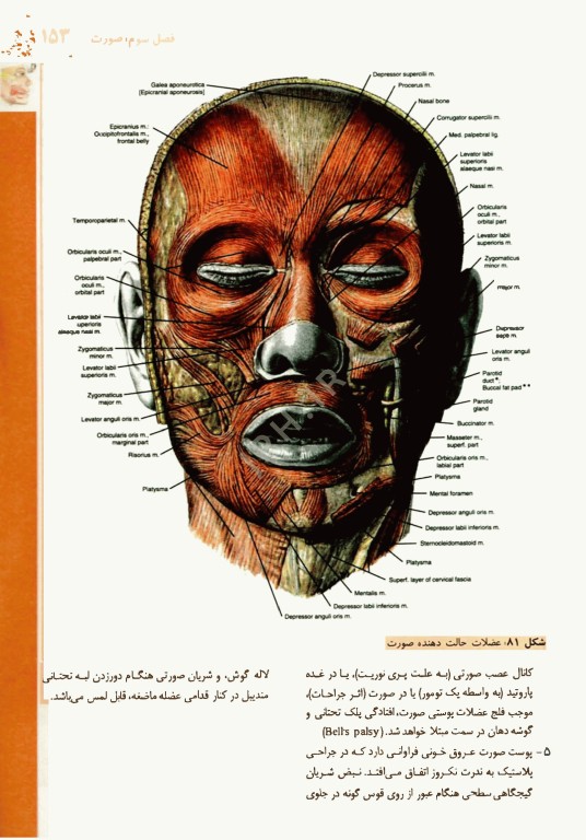 آناتومی بالینی سر و گردن دکتر اکبری