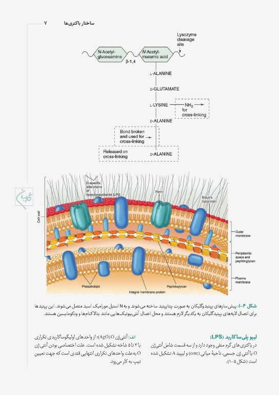 چهل کتاب مامایی گلبان میکروب‌شناسی نظری
