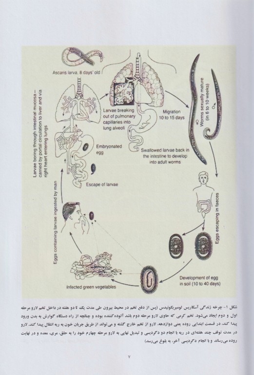 کرم‌شناسی مصور پزشکی