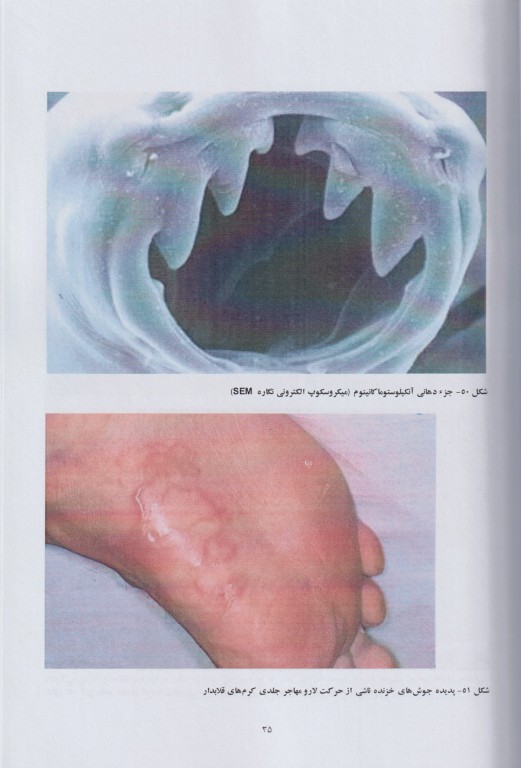 کرم‌شناسی مصور پزشکی