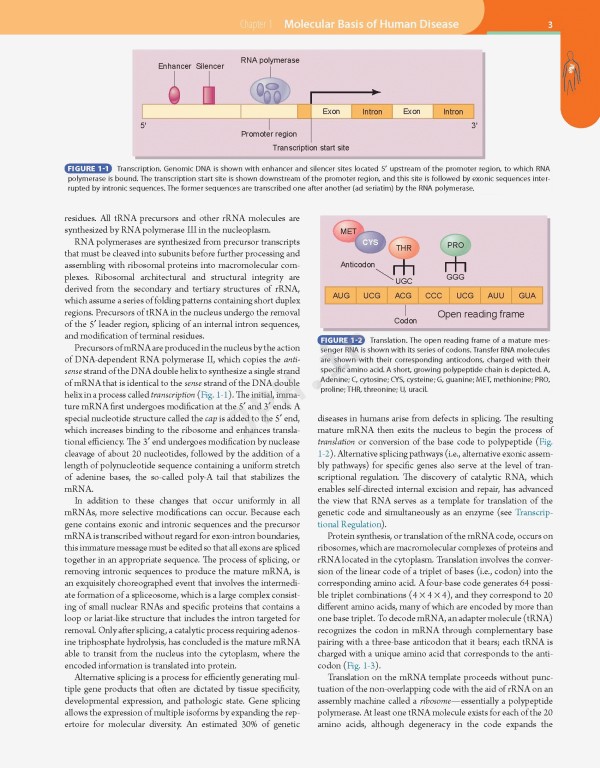 مبانی طب داخلی سسیل 2016 بیماری‌های عفونی | Andreoli and Carpenter's Cecil Essentials of Medicine 9th Edition